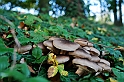 Autunno - Funghi_14